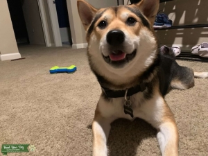 Pure Blooded Black and Tan Shiba Inu Stud  Listing Image
