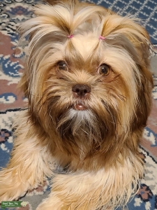 Shorkie  Listing Image