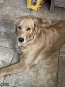 Gorgeous male golden retriever  Listing Image