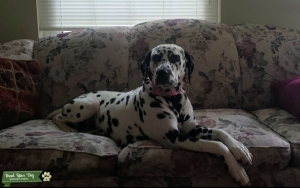 5 year old AKC bitch Listing Image