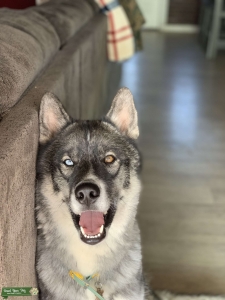 Augoti Husky Listing Image