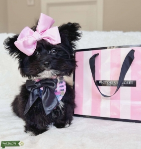 Female Maltipoo  Listing Image