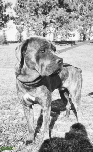 ICCF registered Cane Corso for Stud Listing Image