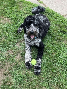 Goldendoodle looking for potential Listing Image