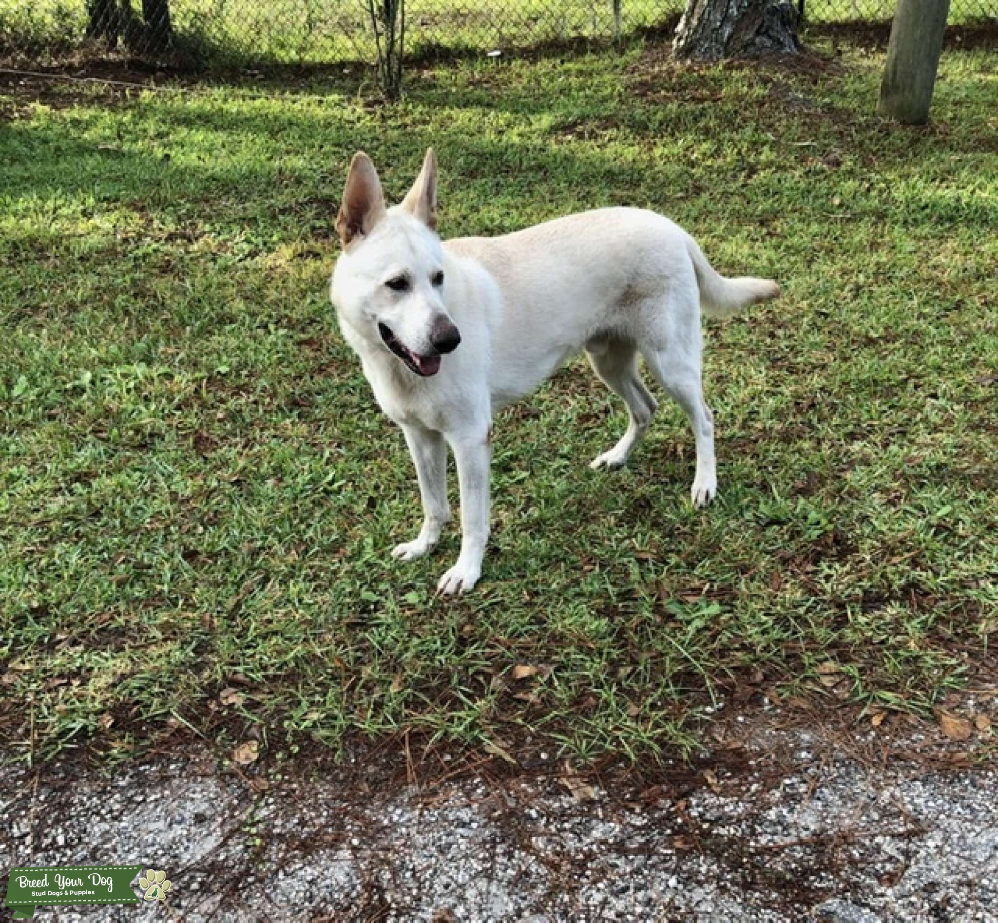 white german shepherd akc