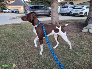 Healthy, smart and well mannered GSP Listing Image
