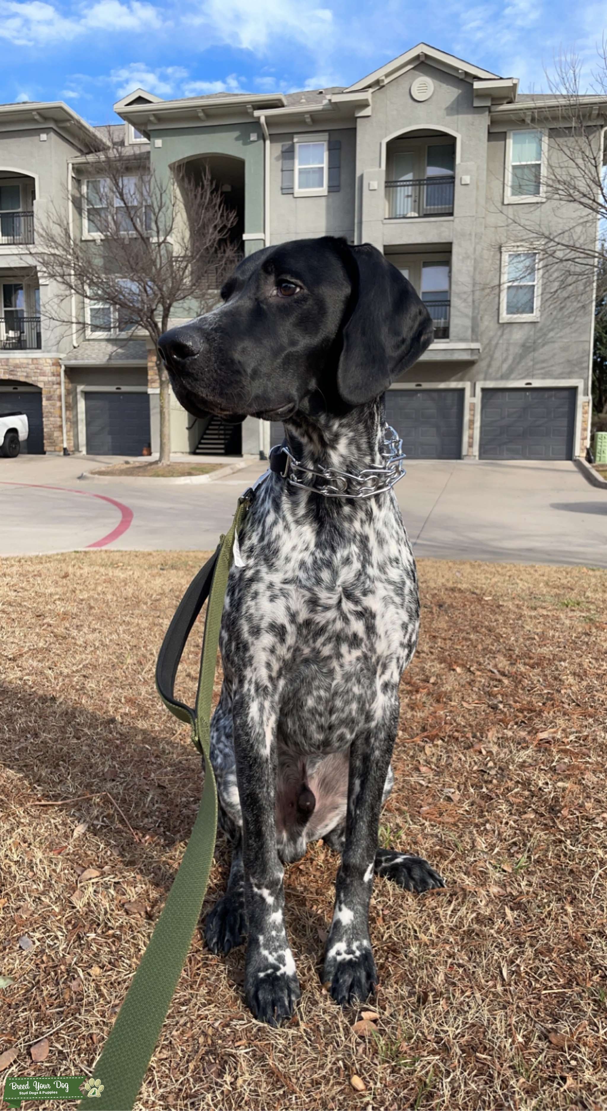 GSP Stud Stud Dog in Dallas, Texas, United States Breed Your Dog
