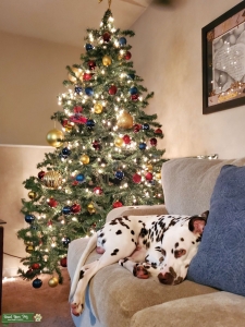 CKC registered Dalmatian Stud  Listing Image