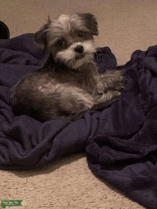 Miniature Schnauzer Listing Image