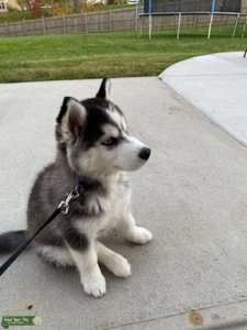 Blank and White Wooly Husky Listing Image
