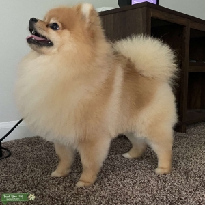 Pomeranian Stud Listing Image