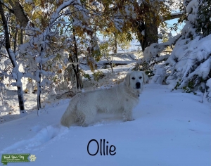 English Cream Golden Retriever,  Listing Image
