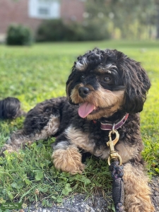 Tri-color Cavapoo F1b Listing Image