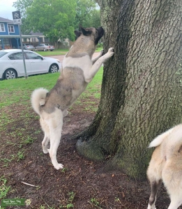 Stud Akita Listing Image