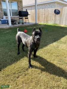 Black Brindle Cane Corso ICCF for Stud Listing Image