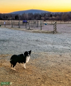 Mini Black Tri Australian Shepard Listing Image