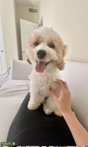 Sweetest Yorkiepoo Stud in Southern California Listing Image