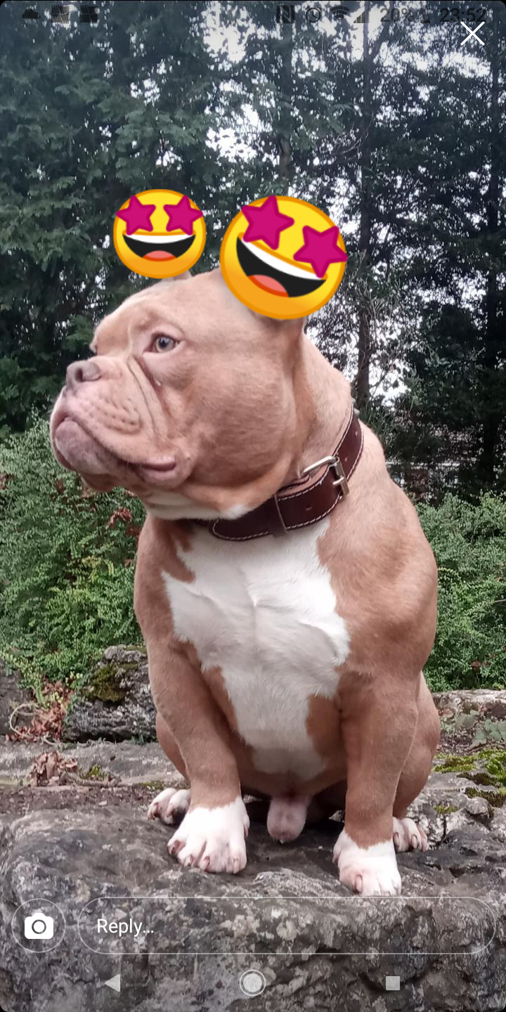 Champagne cryptic merle pocket bully Stud Dog in West Bromwich