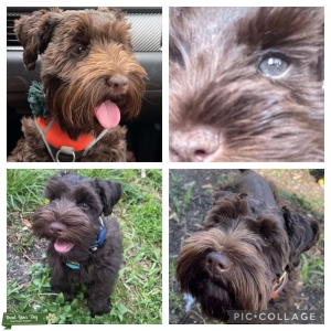 Chocolate with green eyes - mini schnauzer  Listing Image