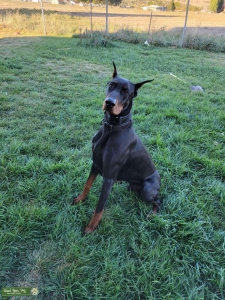 Doberman Pinscher Stud Listing Image