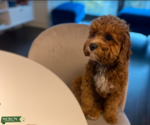 Stud Dog Looking to Breed Listing Image