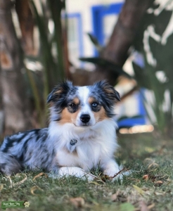 Male Toy Aussie looking for a lady Listing Image