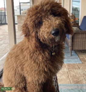 Red Mini golden doodle male Listing Image