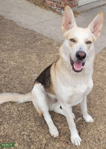 German Shepered Mix Listing Image