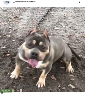 2 yr. Old American Bully for stud Listing Image