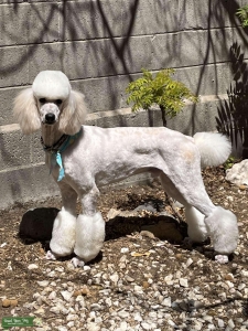 Poodle for Stud Listing Image