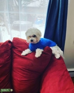 Looking for a lady for Milo Listing Image