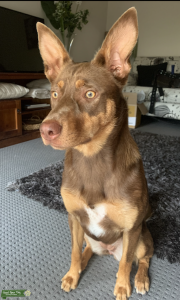 Kelpie girl Listing Image