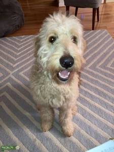 Male Goldendoodle looking for love Listing Image