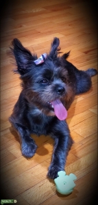 Looking to breed my baby Listing Image
