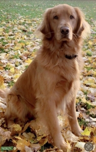 Golden Retriever Stud Listing Image