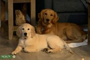 Gorgeous Female Light Golden AKC Champion Bloodlinesl Listing Image