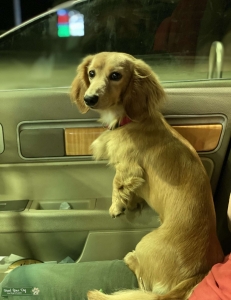 Longhaired Miniature Dachshund Stud Listing Image