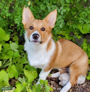 White and fawn colored Pembroke corgi Listing Image