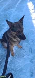 Sable German Shepherd  Listing Image