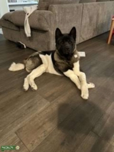 Akita Stud Listing Image