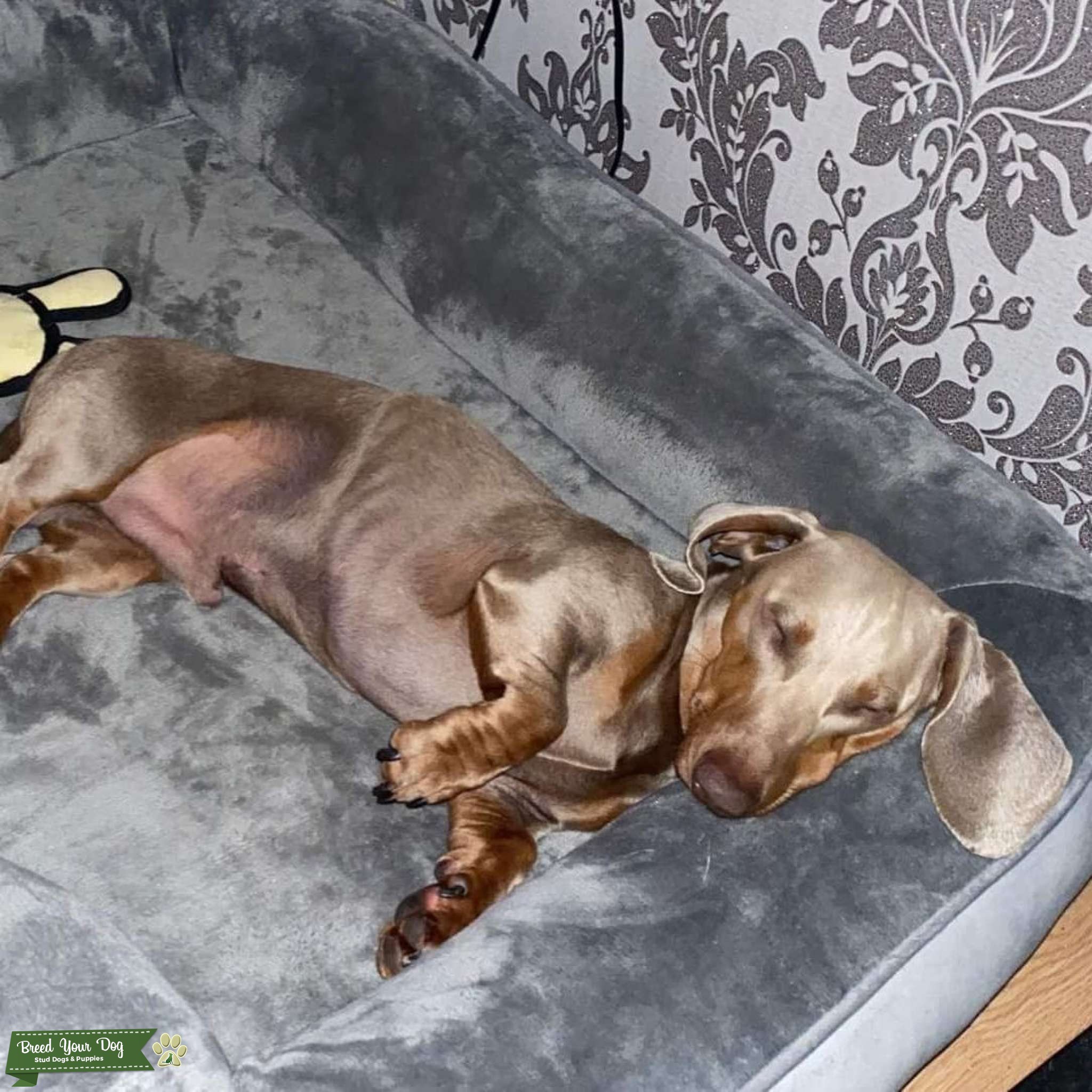Isabella & Tan Miniature Dachshund Stud Dog in England Merseyside, the United Kingdom