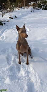 AKC Fawn Doberman looking for Stud Listing Image