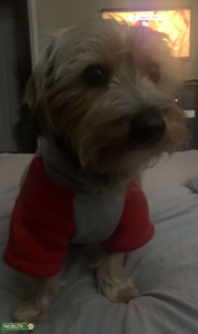 Yorkie Terrier in need of a Girlfriend Listing Image