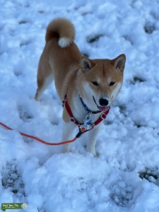 1 year old S MALE  LOOKING TO BREED FOR PUPS Listing Image