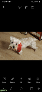 Blue-eyed STUD mini toy 7 lb white schnauzer Listing Image
