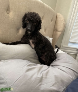 Mini Poodle who’s hot to trot Listing Image