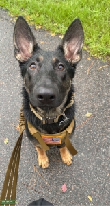 AKC Registered German Shepherd  Listing Image