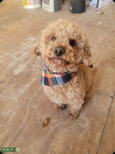 Toy Poodle Stud Listing Image