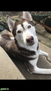 2yr old Siberian Husky looking for a stud! Listing Image
