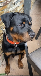 Young Rottie looking for a girlfriend Listing Image